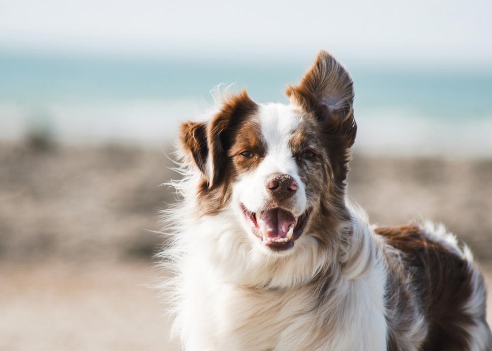 Pet-Friendly Rentals